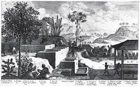 indigo in westindies